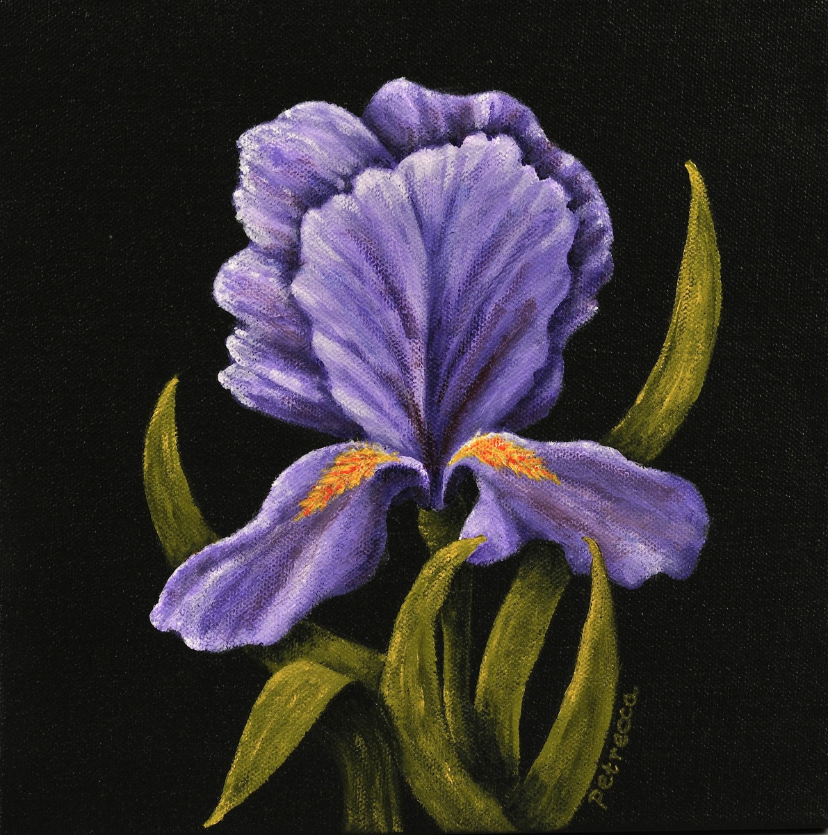 Iris, Squared-10x10-acrylic on canvas-Regina Petrecca