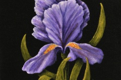 Iris, Squared-10x10-acrylic on canvas-Regina Petrecca