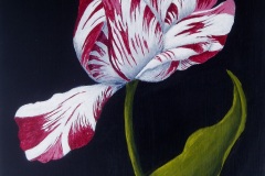 Parrot Tulip I - 9x12-acrylic on canvas-Regina Petrecca