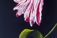 Parrot Tulip III-9x12-acrylic on canvas-Regina Petrecca